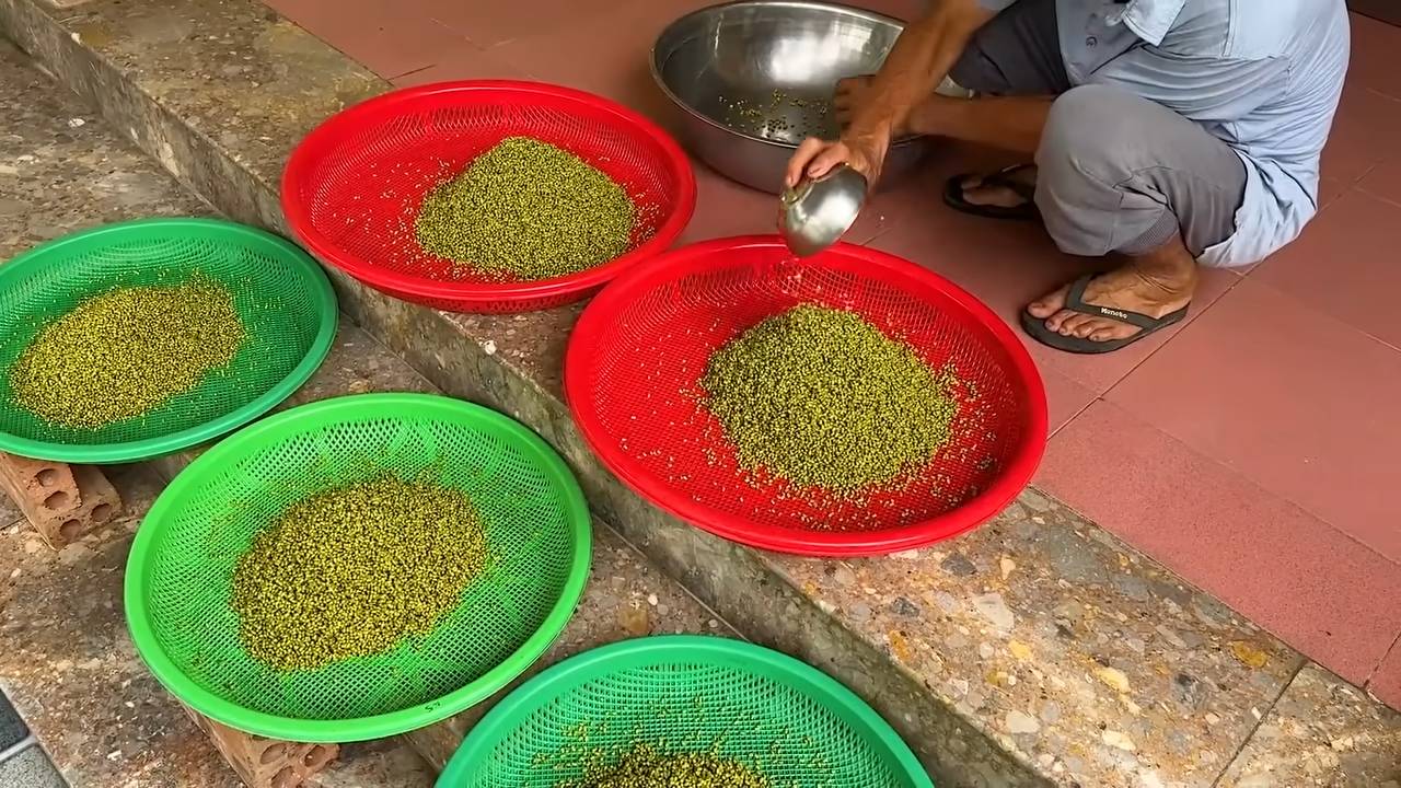 DIY Bean Sprouts at Home