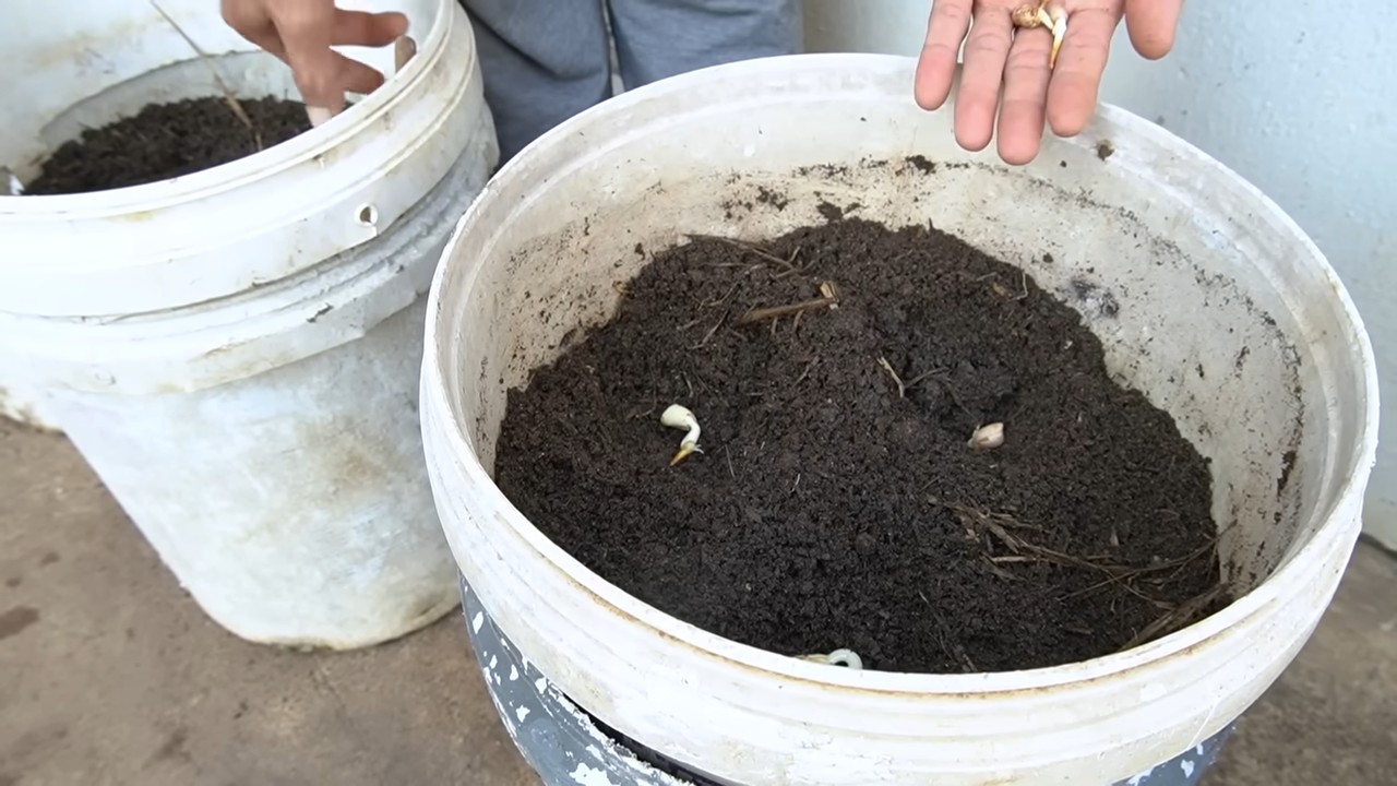 Growing peanuts in backyard