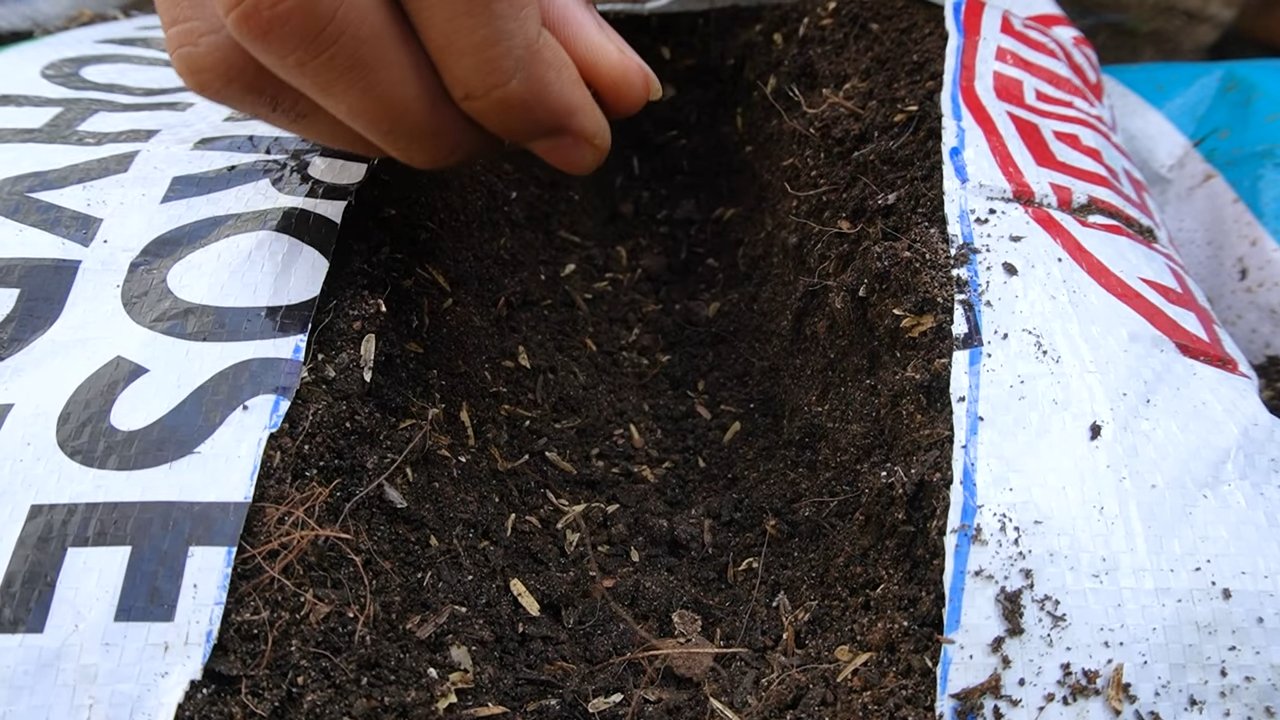 Easy Strawberry Growing Guide