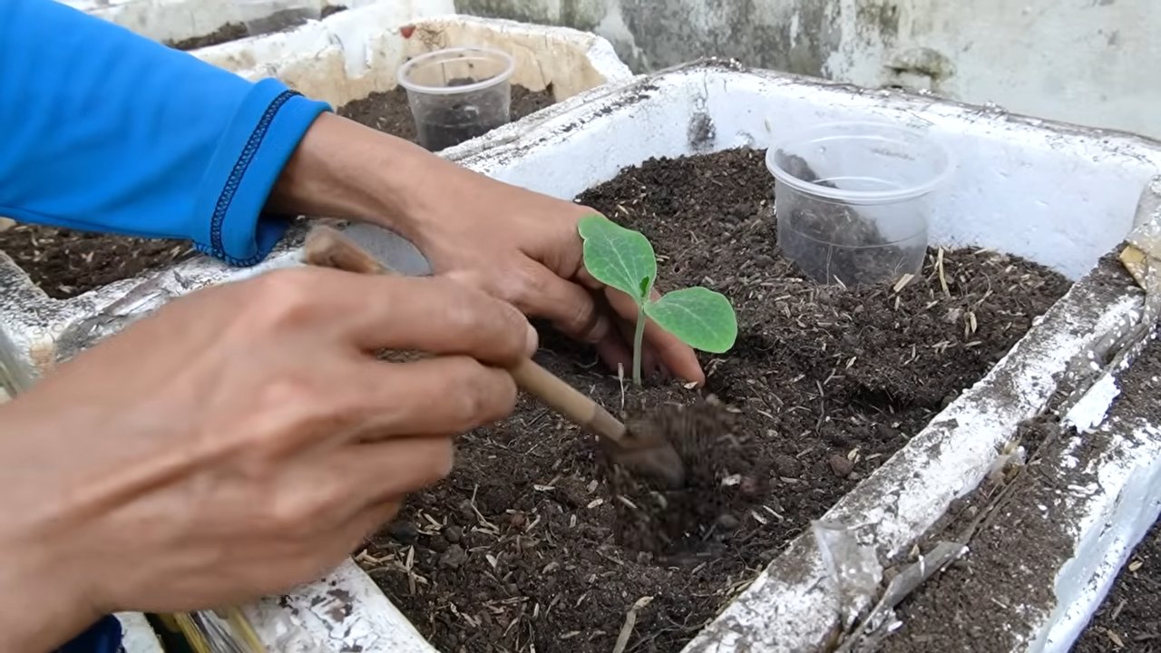 Double pumpkin harvest tips