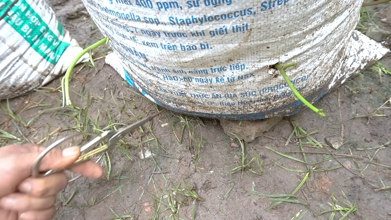 Grow sweet potatoes in bags