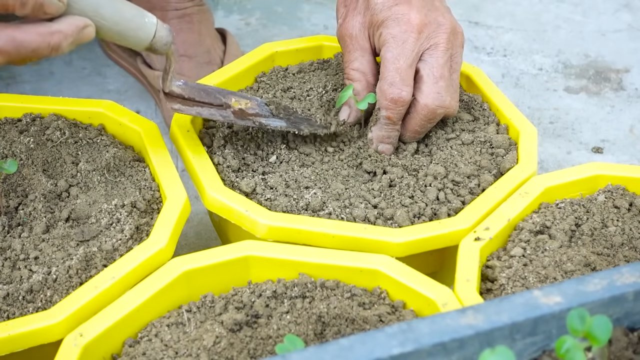 Grow Pink Radishes Easily