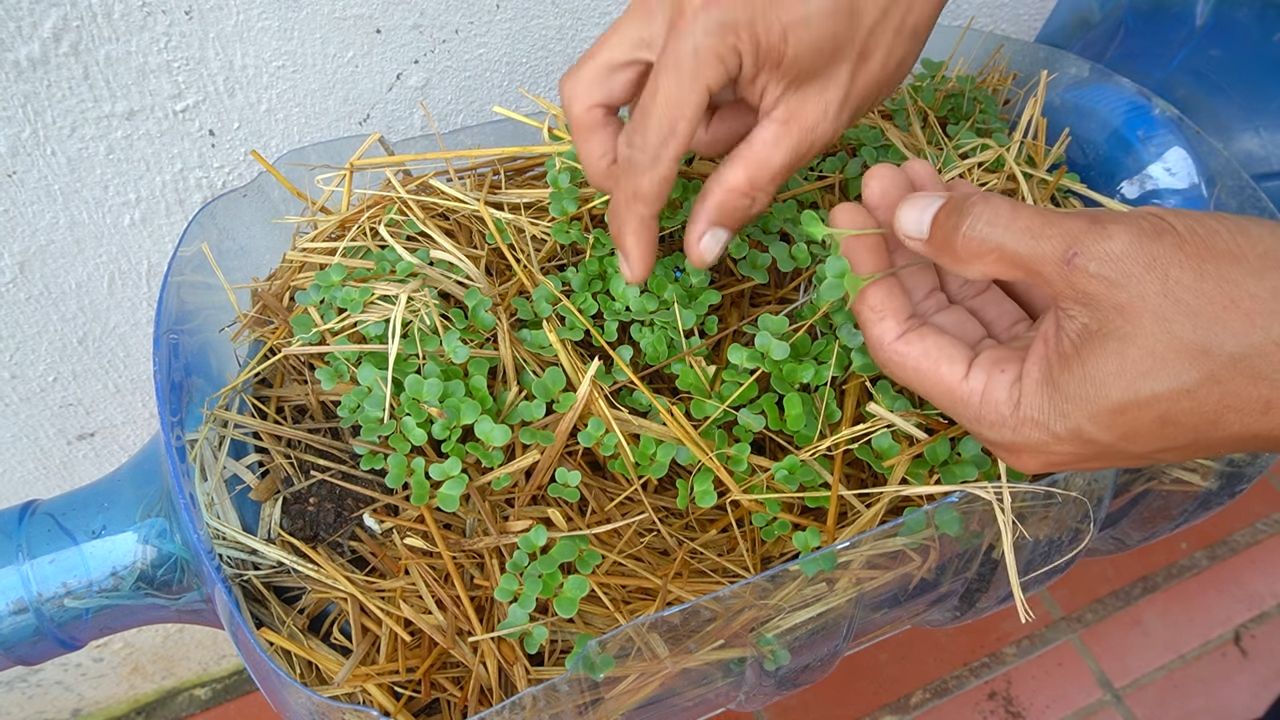 Growing kohlrabi in backyard