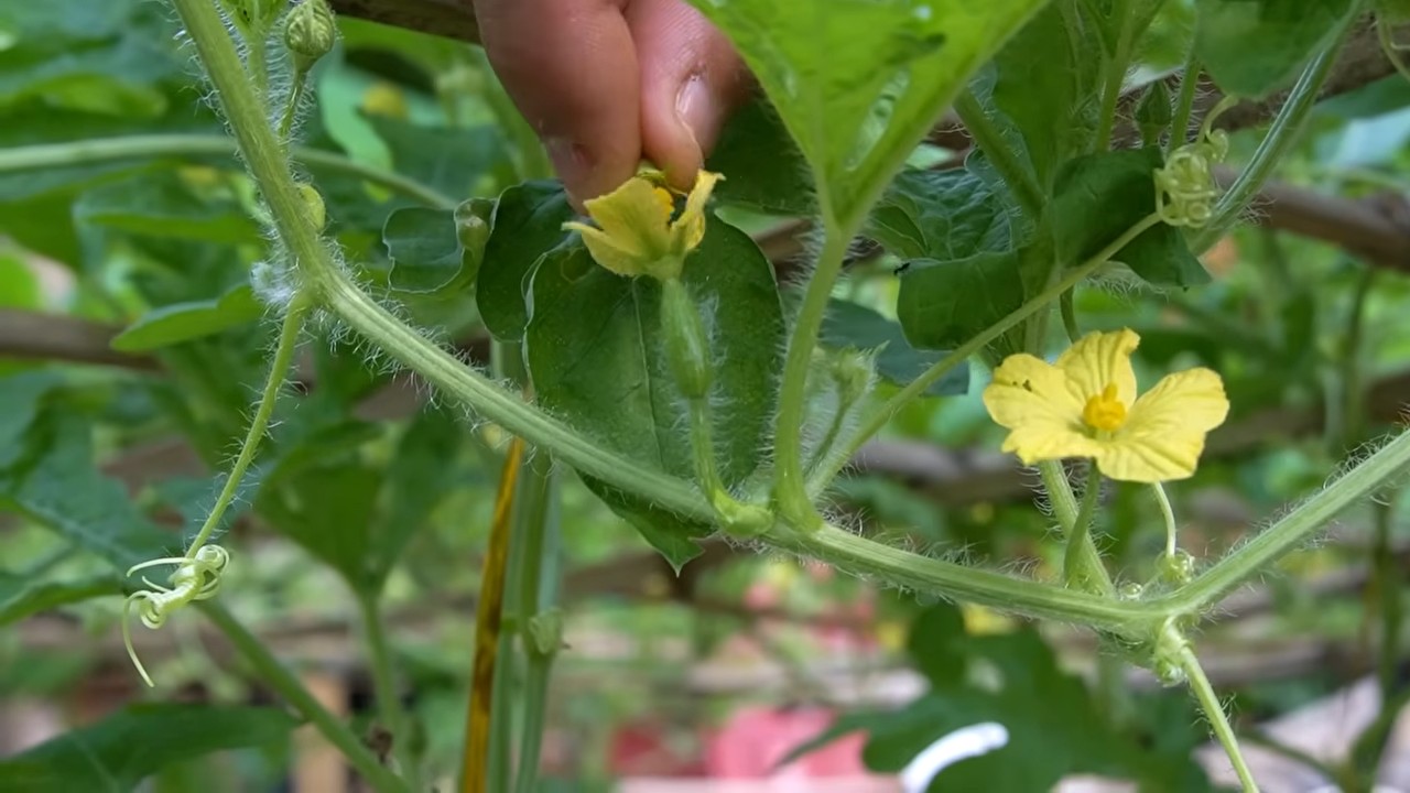 Bigger Watermelon Harvest Tips