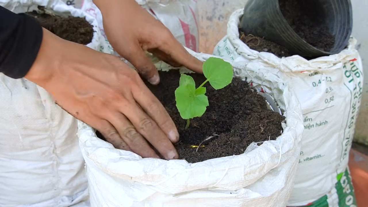 Grow Cantaloupe in Grow Bags