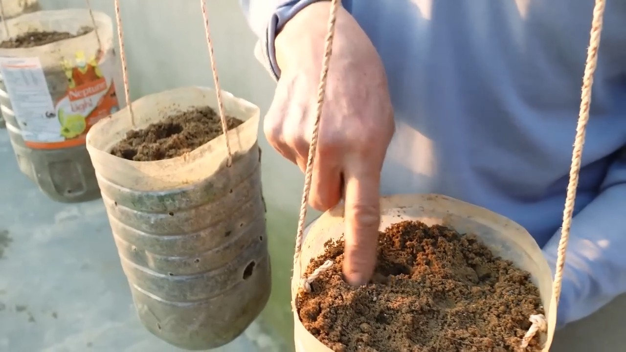 Homegrown Carrots Clean Method