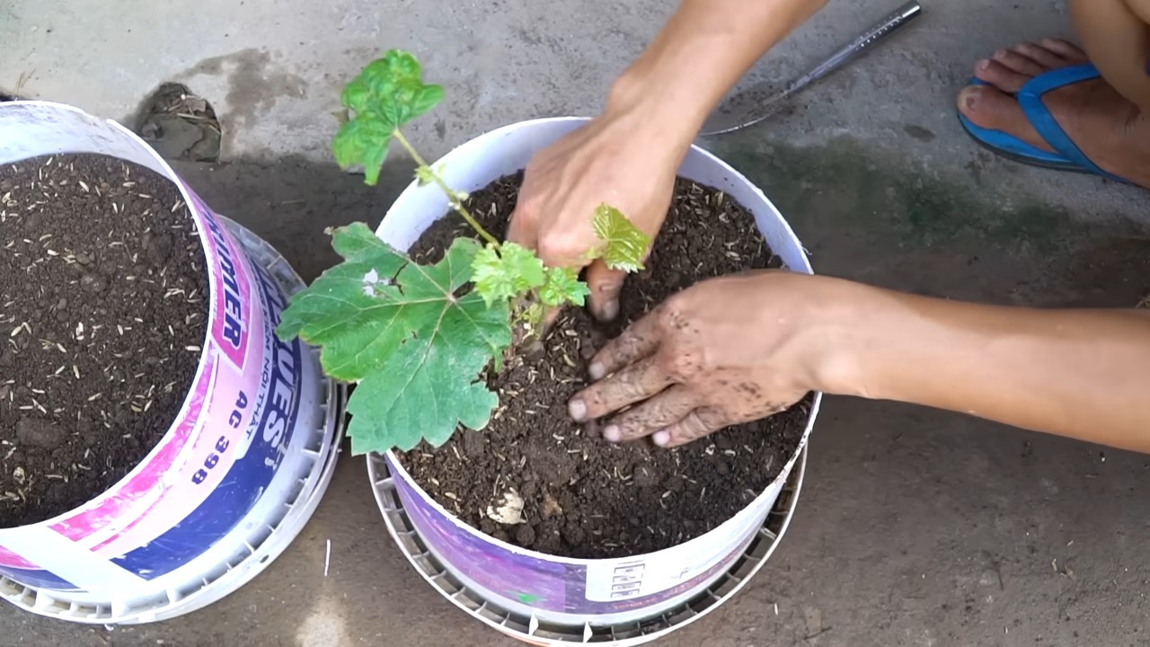 Harvesting grapes easily