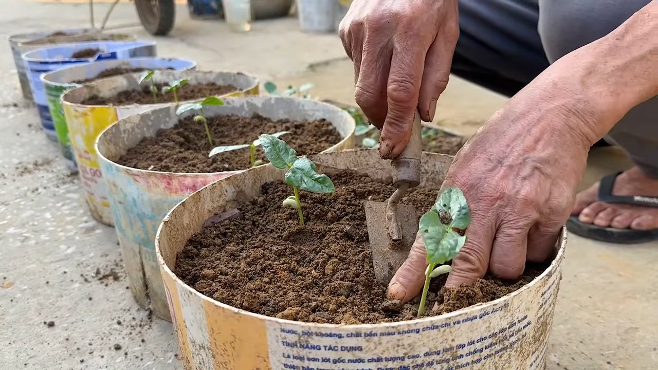 Yardlong Bean Harvesting Tips
