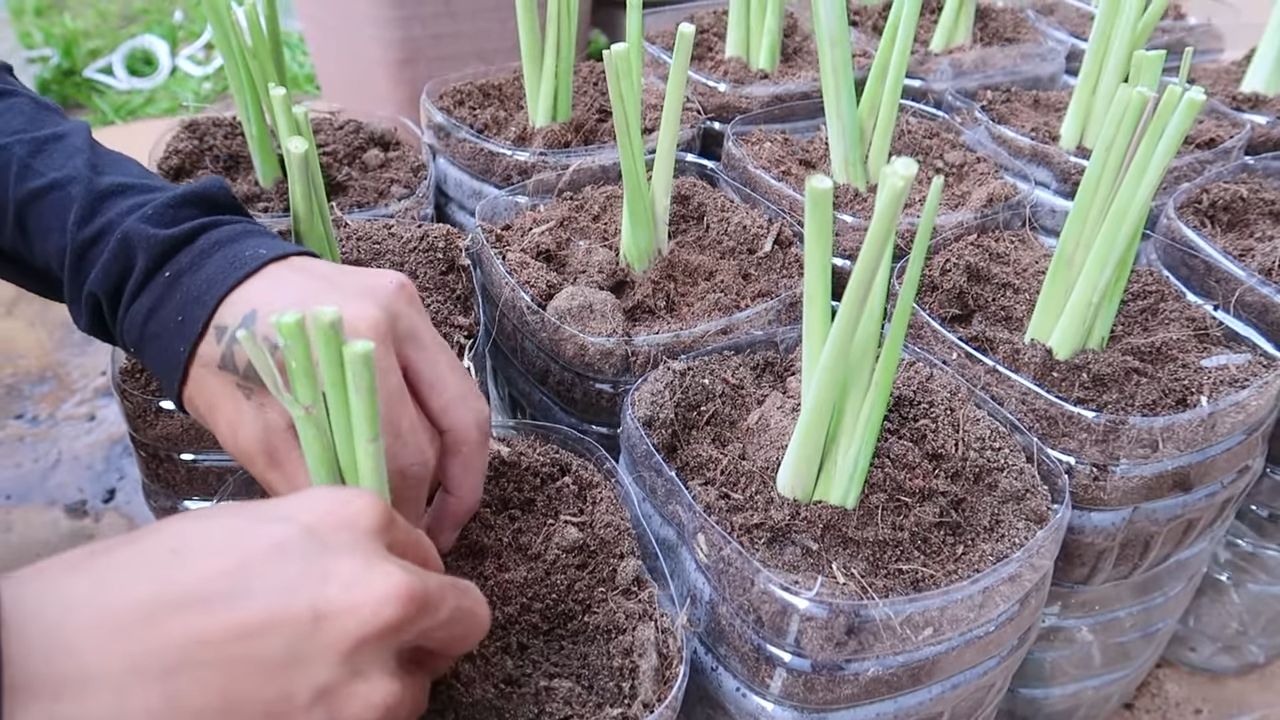 Growing lemongrass at home