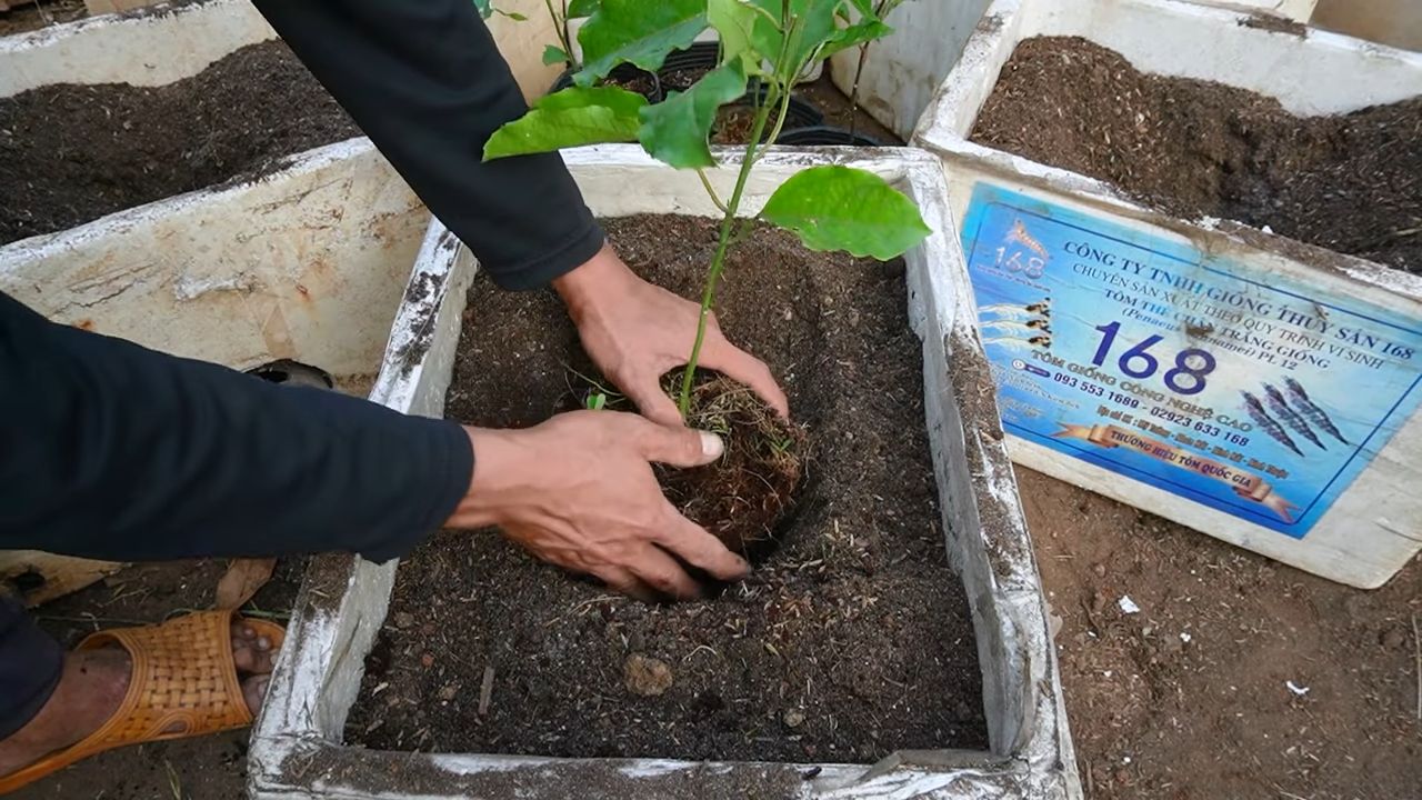 Growing passion fruit at home
