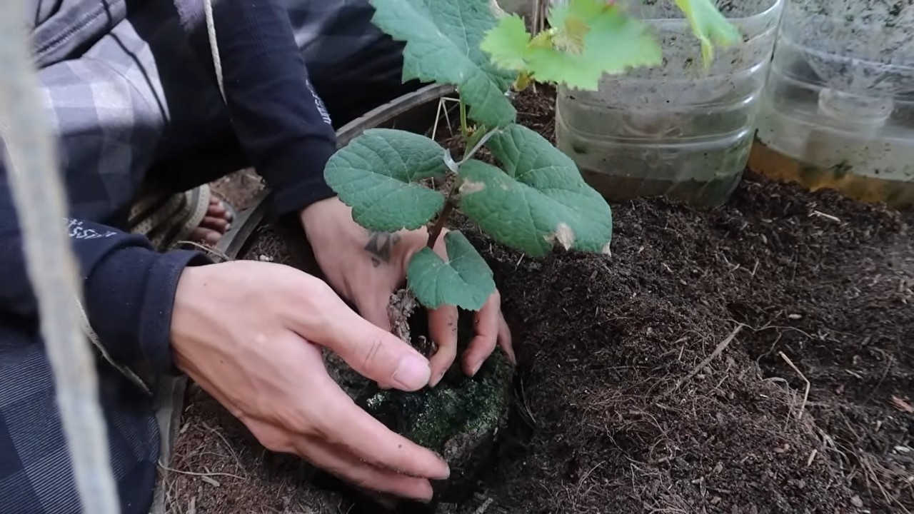 Backyard Grape Growing Tips