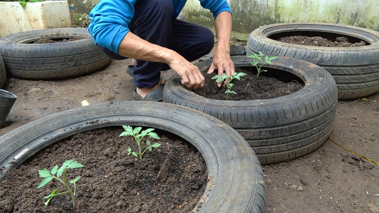 Grow tomatoes at home