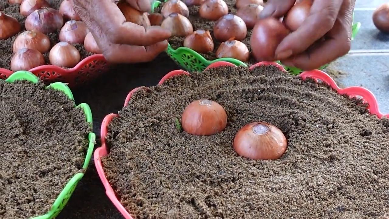 Grow Onions Easily DIY