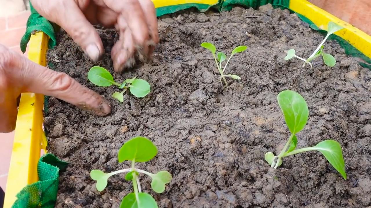Grow Choi Sum Family