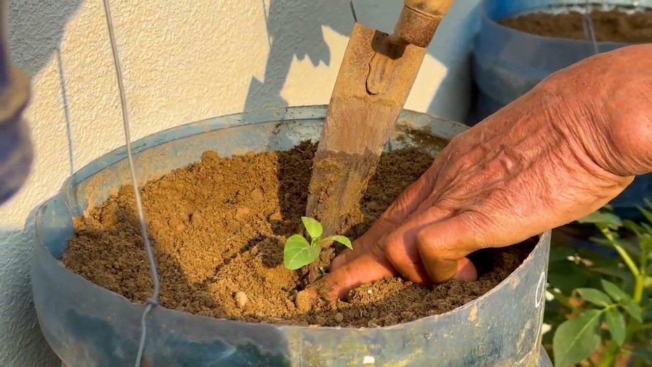 Growing White Eggplants