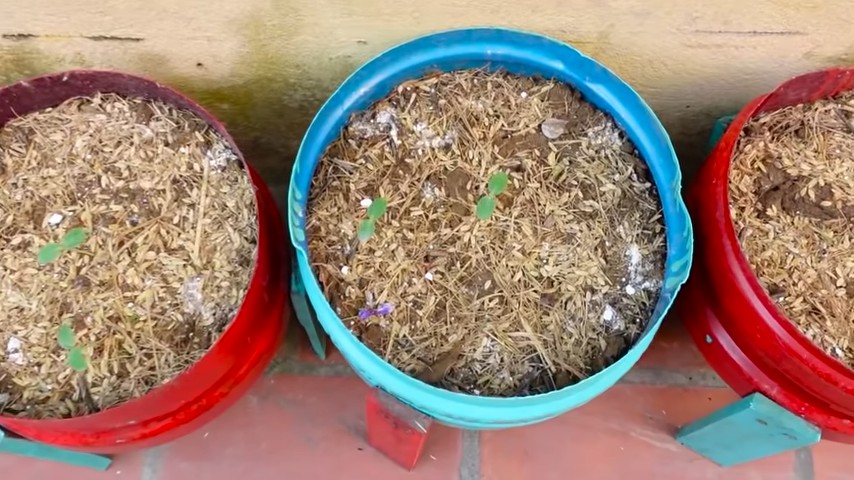Grow sweeter honeydew melons