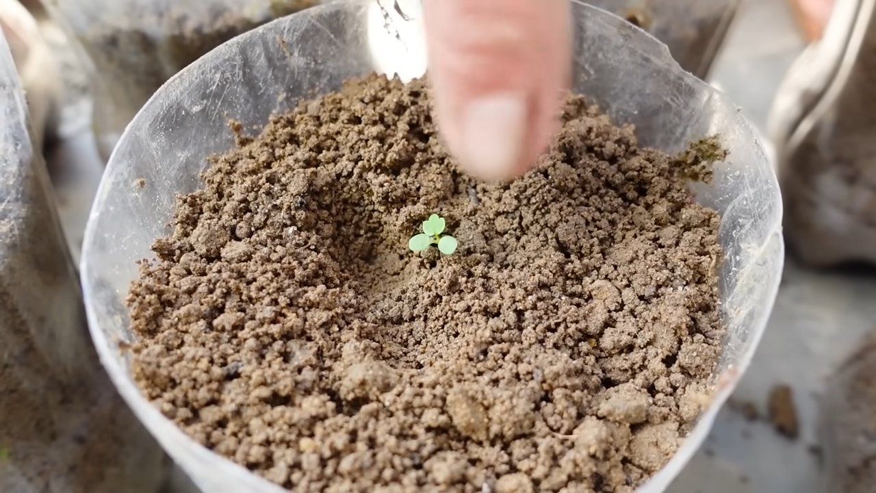 Grow Strawberries at Home