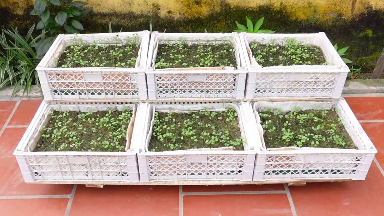 Hanging mustard greens small spaces