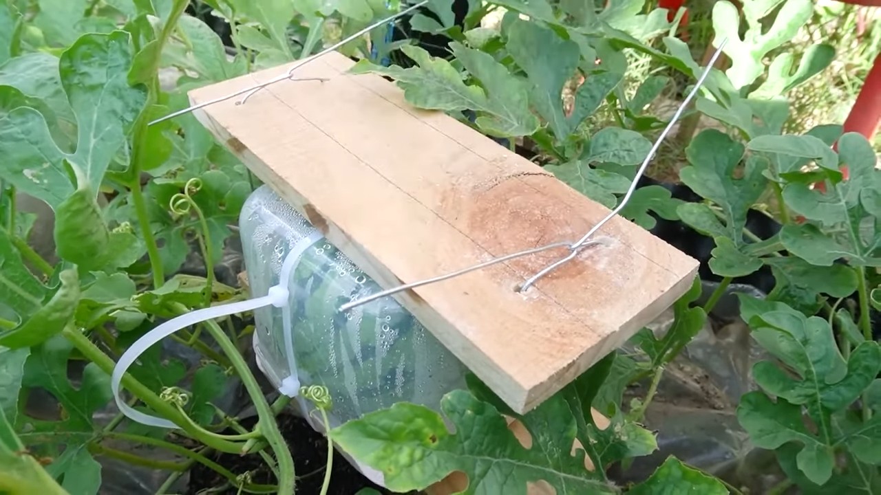 Cucumber harvest hack