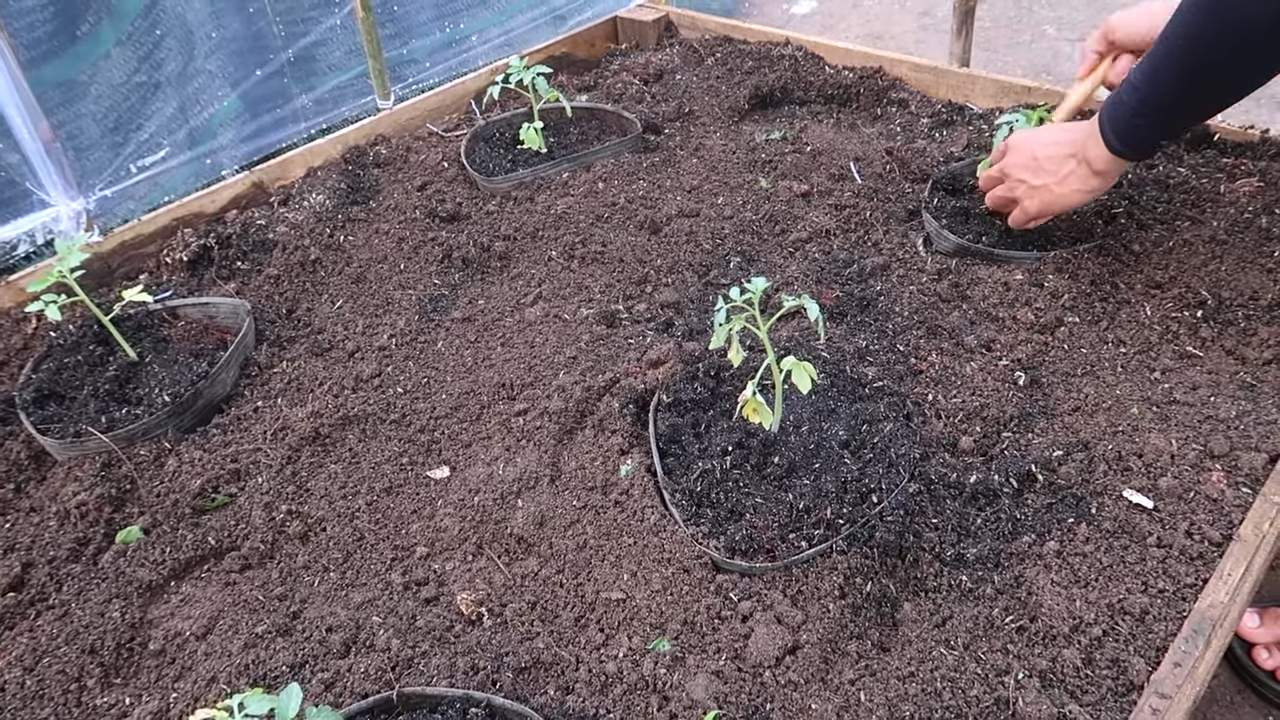 Grow Long Beans at Home