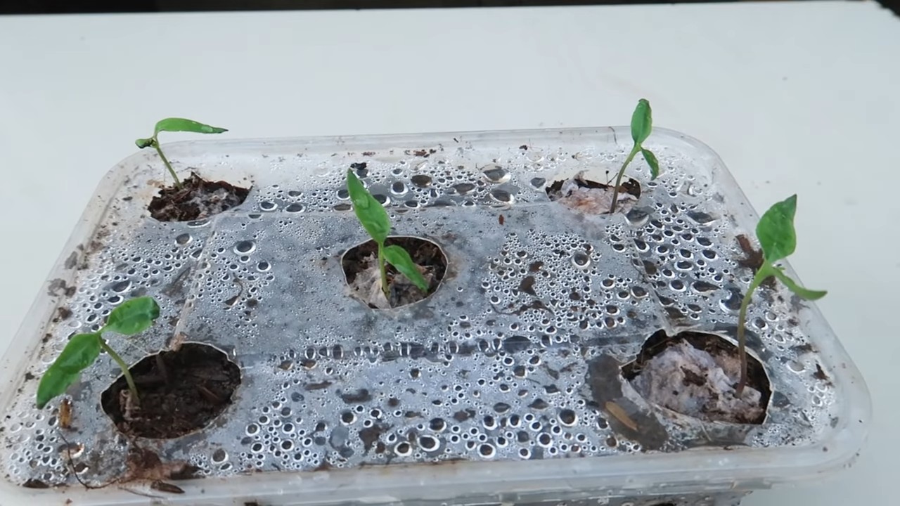 Double pepper yields