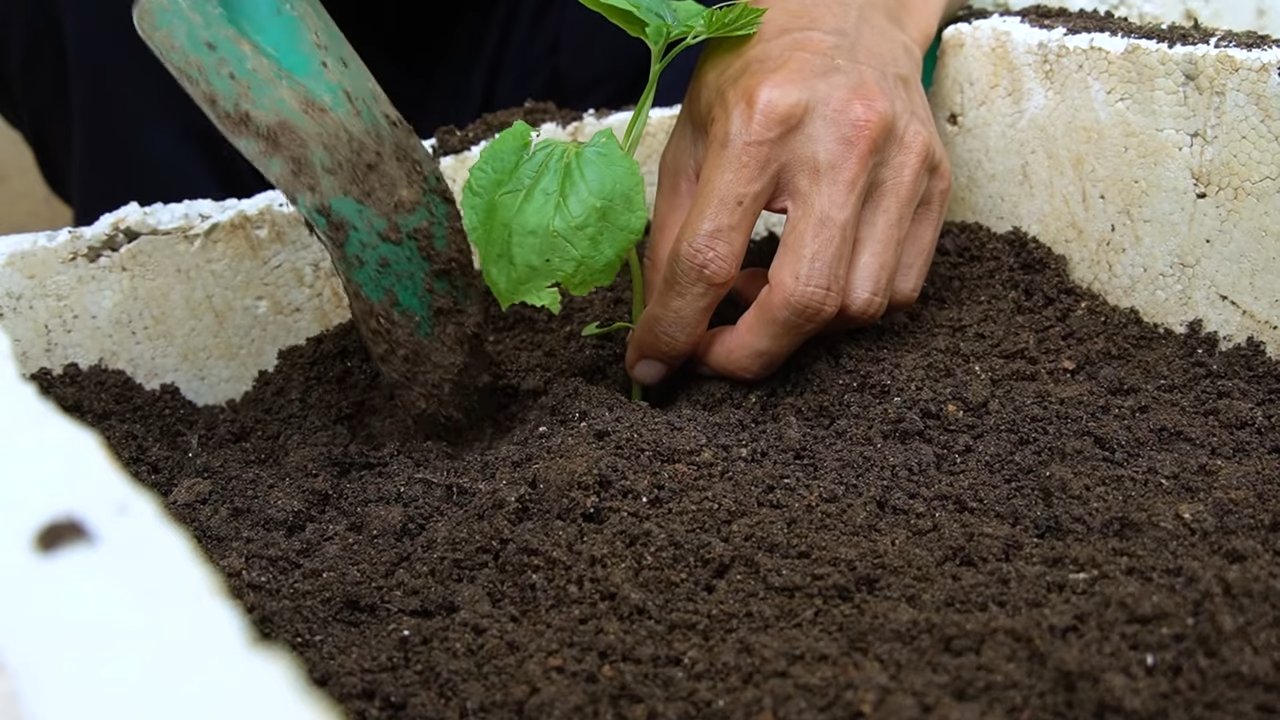 Grow Bitter Gourds Easily