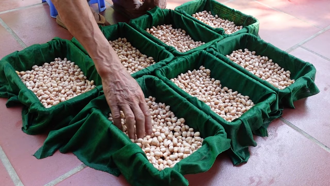 Peanut sprouts DIY guide