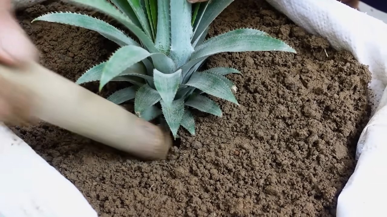 Grow Pineapples at Home