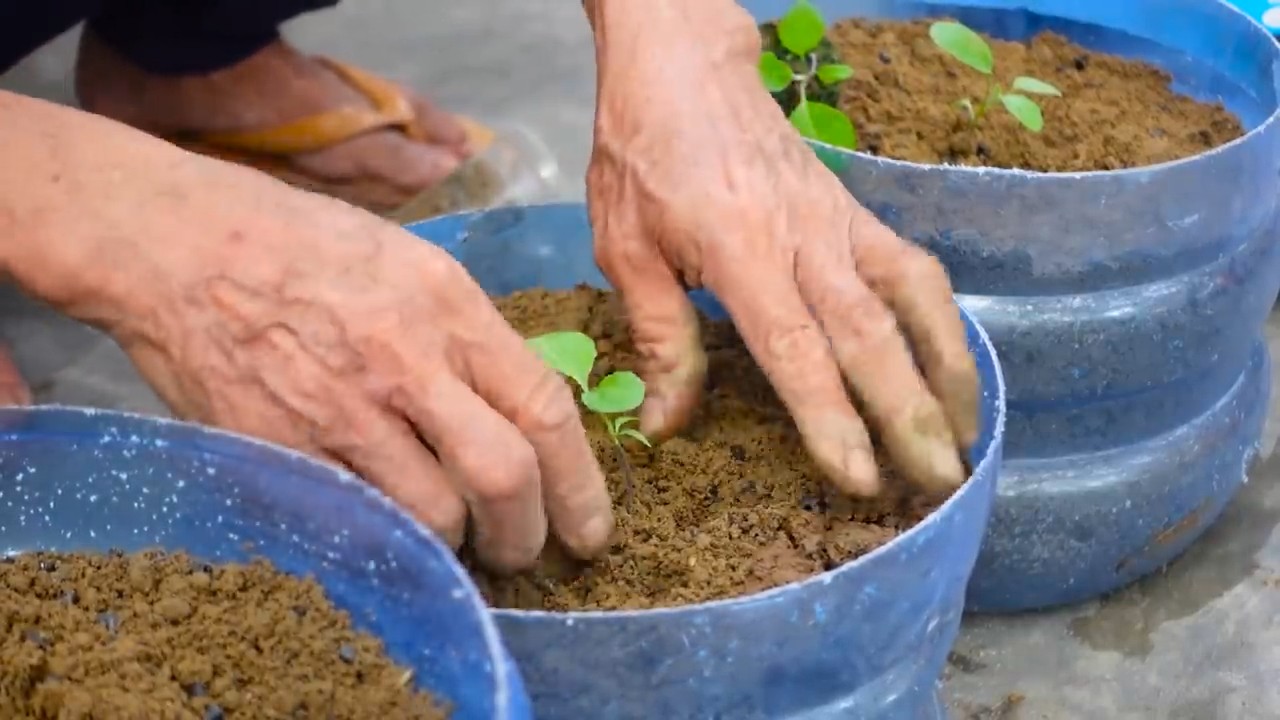 Grow more eggplants