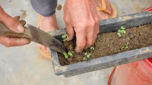 Growing Queen Cabbage at Home