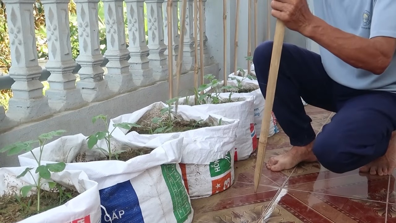 Growing watermelons tips