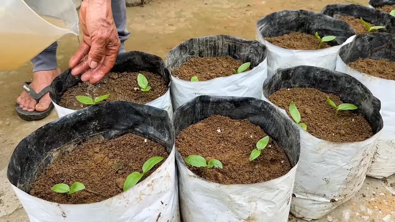Growing Malabar Spinach