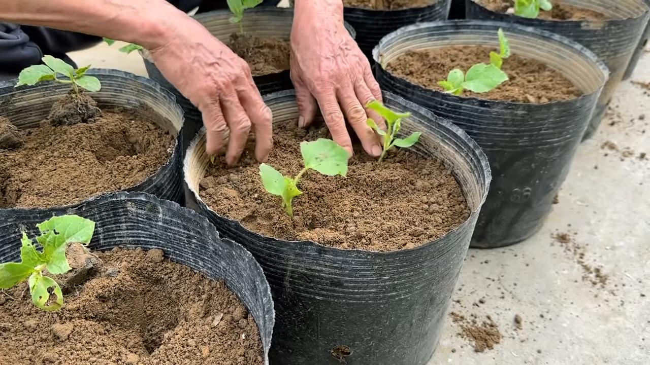 Melon planting for high yield