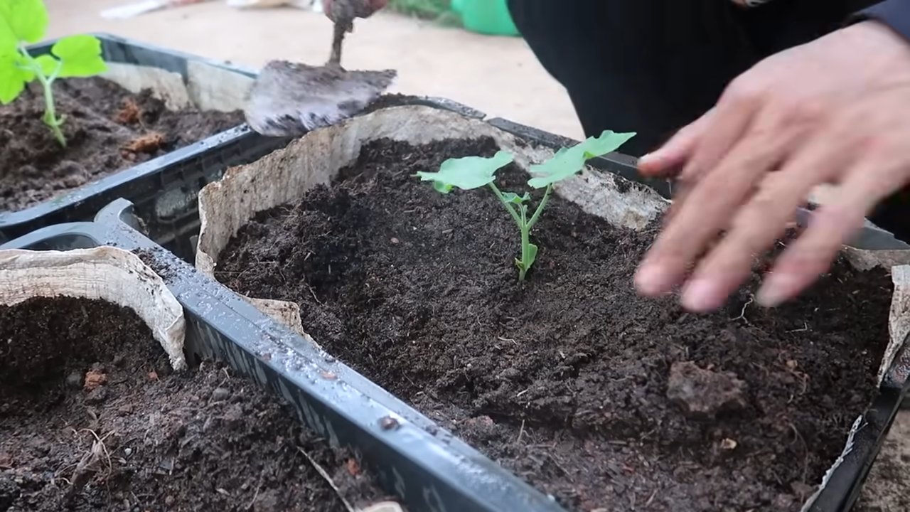 Grow Snake Gourd at Home