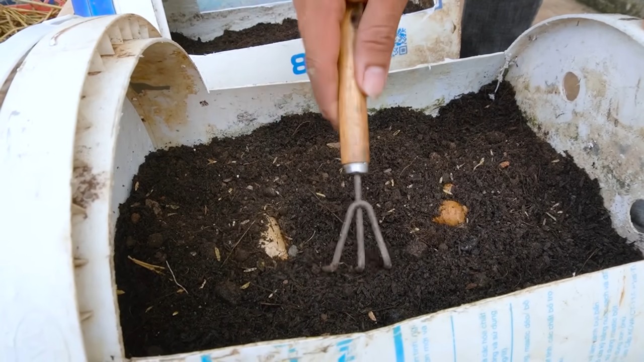 Growing Yellow Watermelons in Molds
