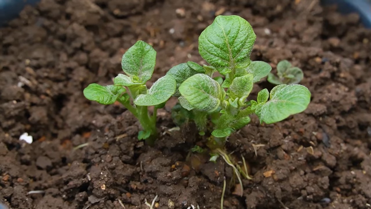 Year Round Tomato Growing