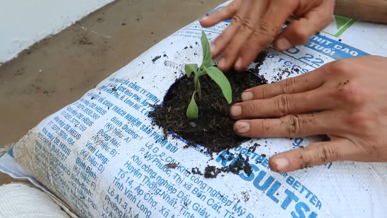 Growing Eggplants at Home