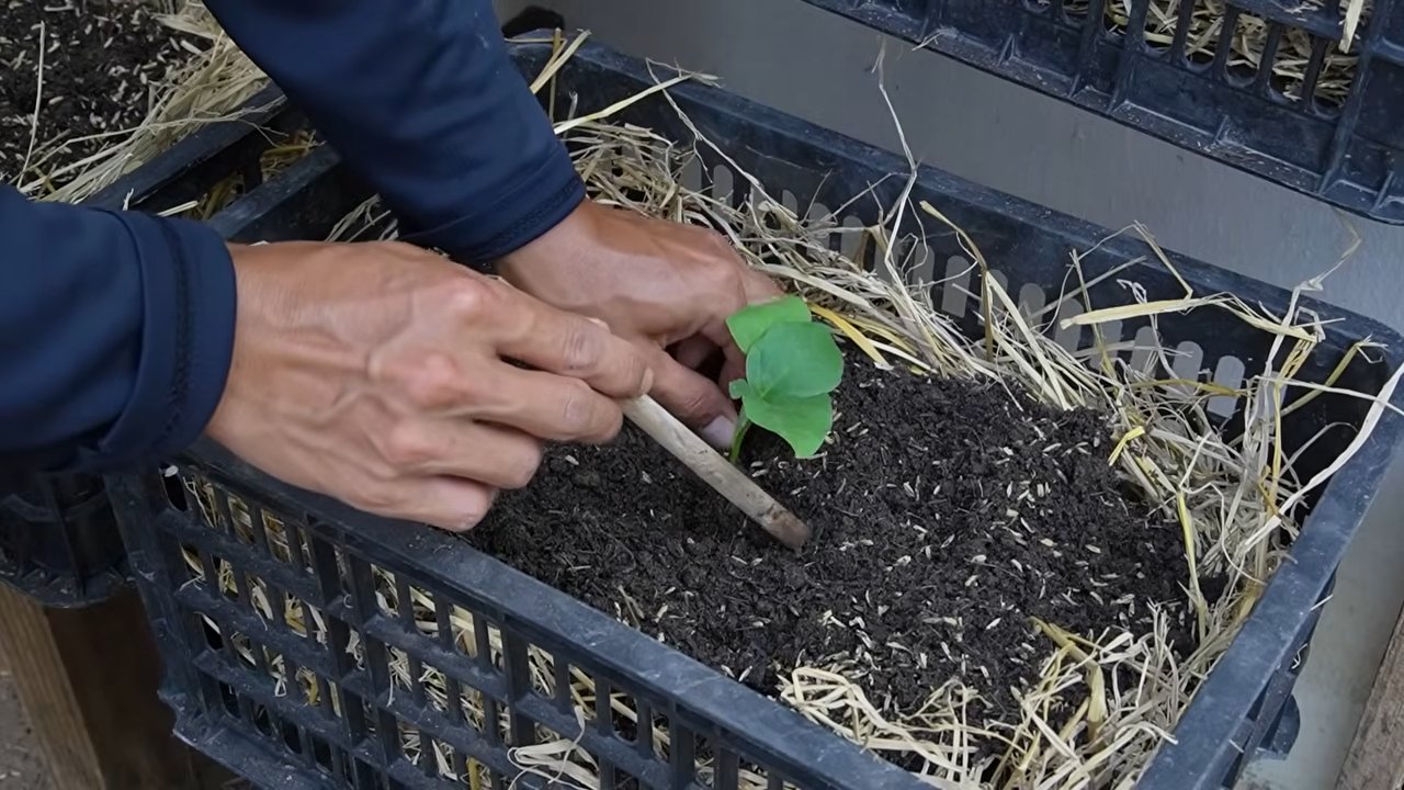 Growing Eggplants Simple Guide