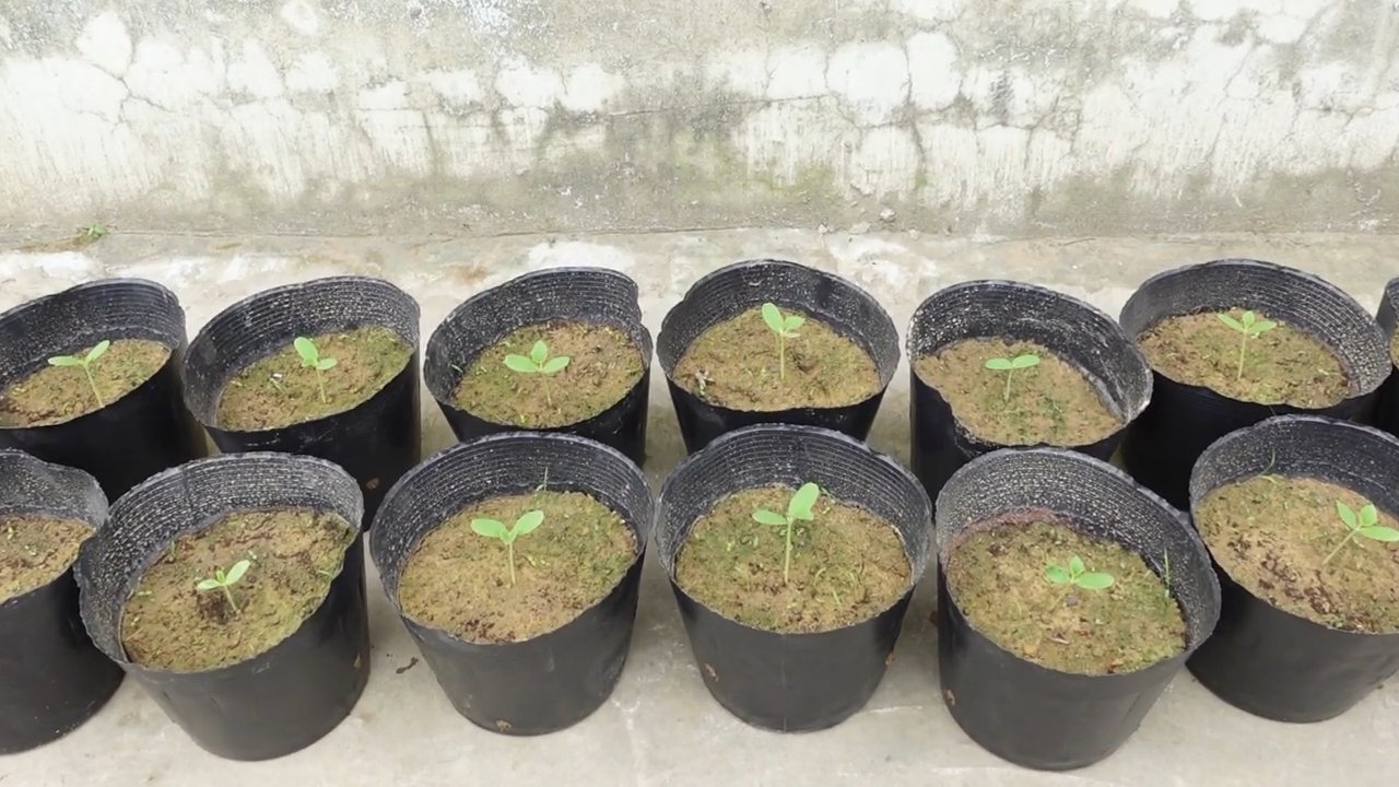 Sweet cantaloupe high yield