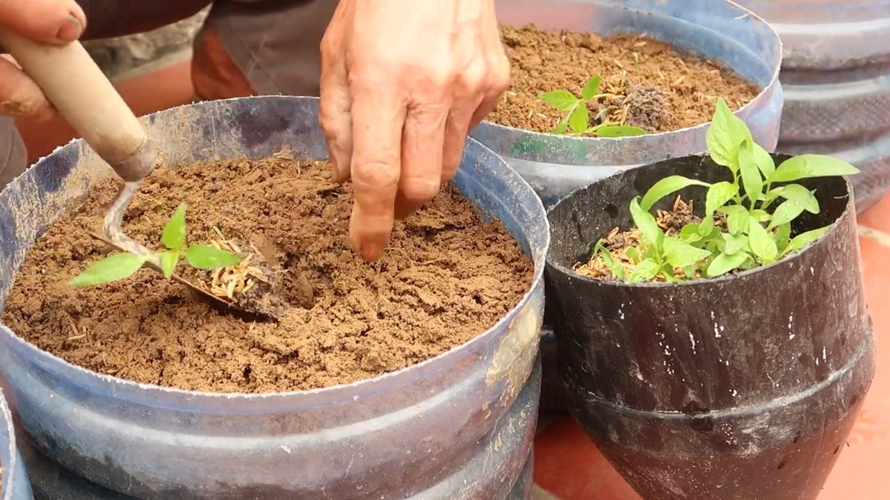 Chili Pepper Growing Tips