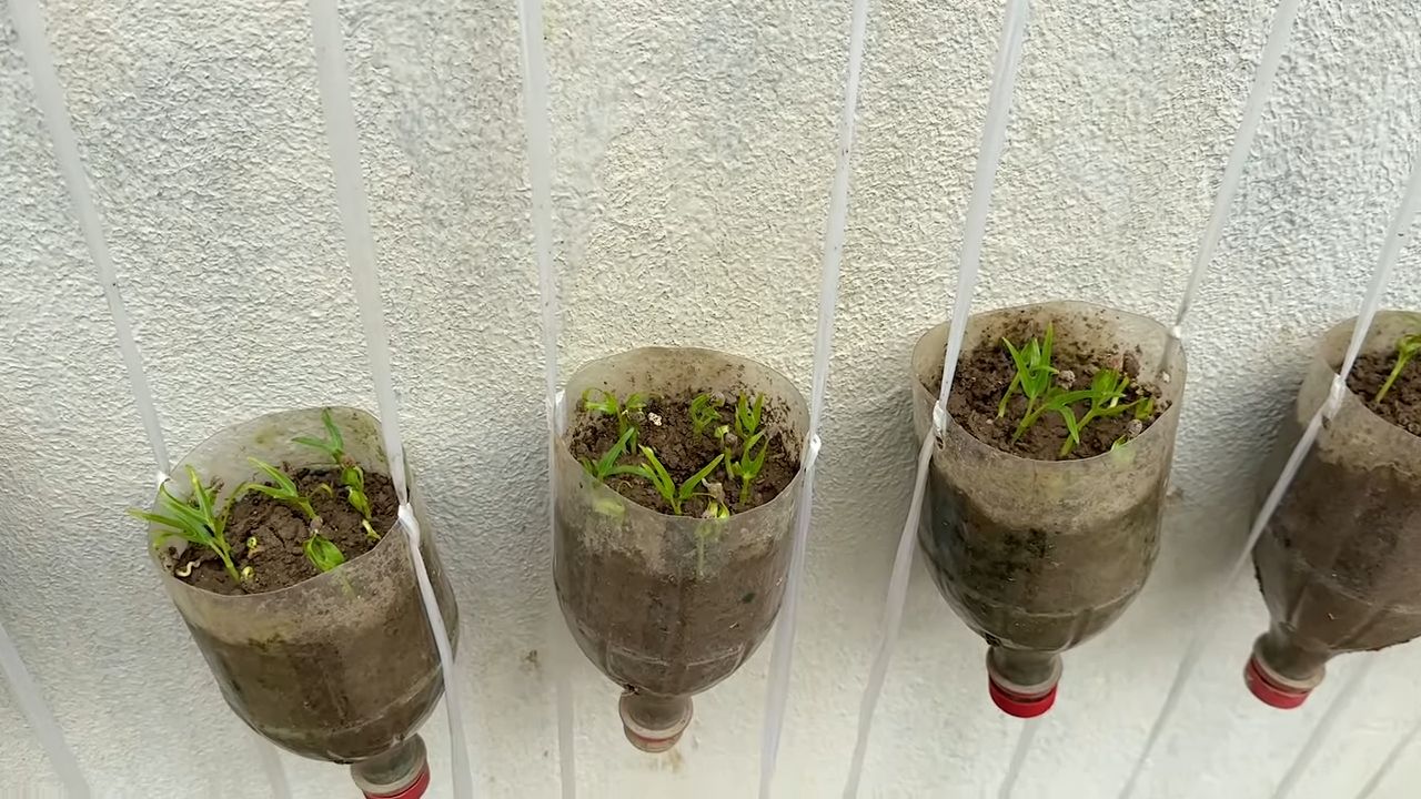 Water spinach plastic bottle grow