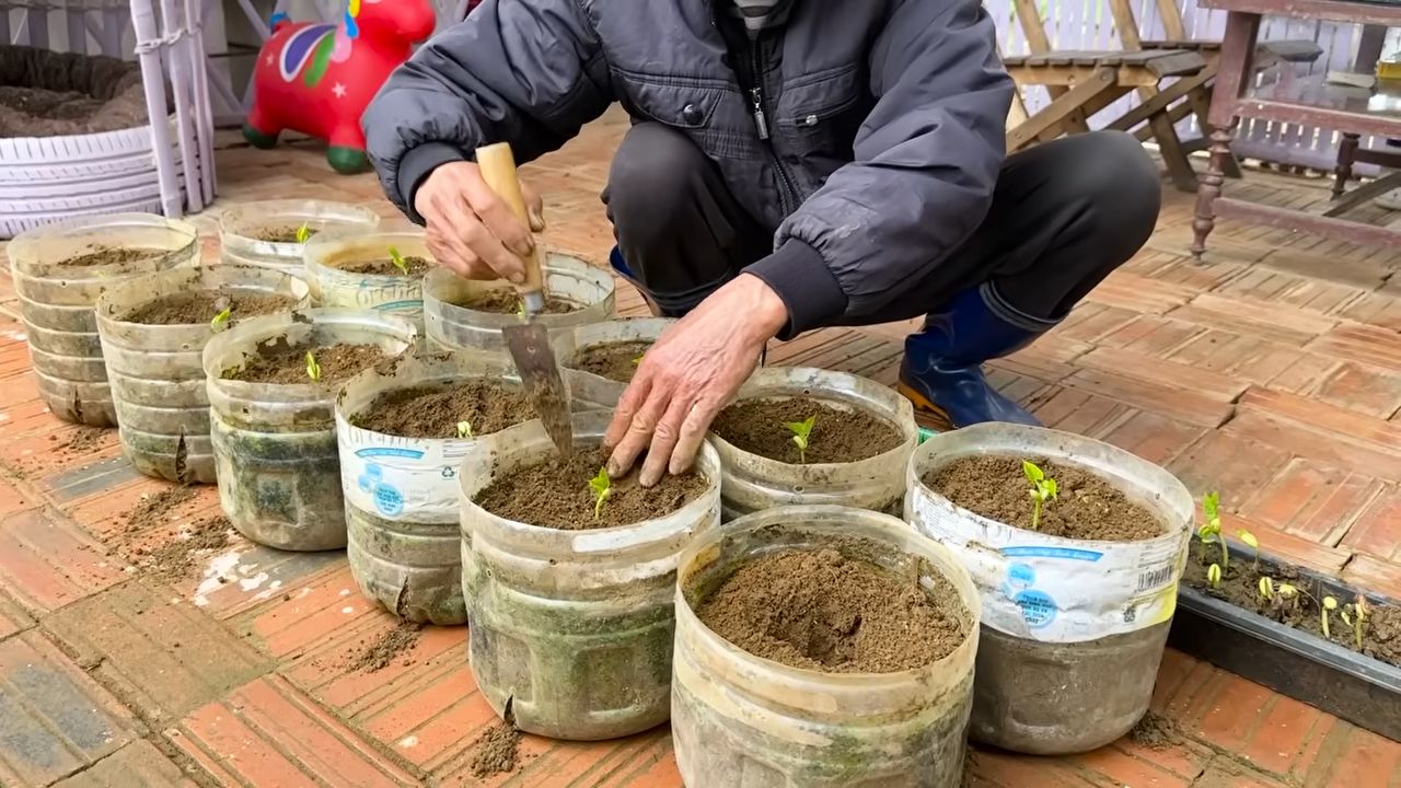 Growing Bean Plants