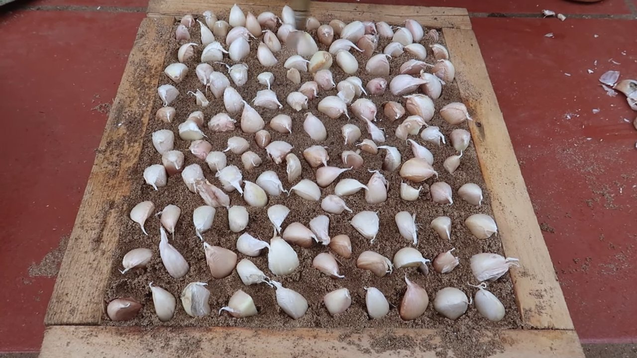 Growing Potatoes No Garden