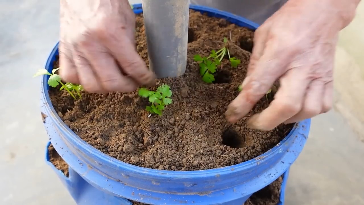 Grow Celery at Home