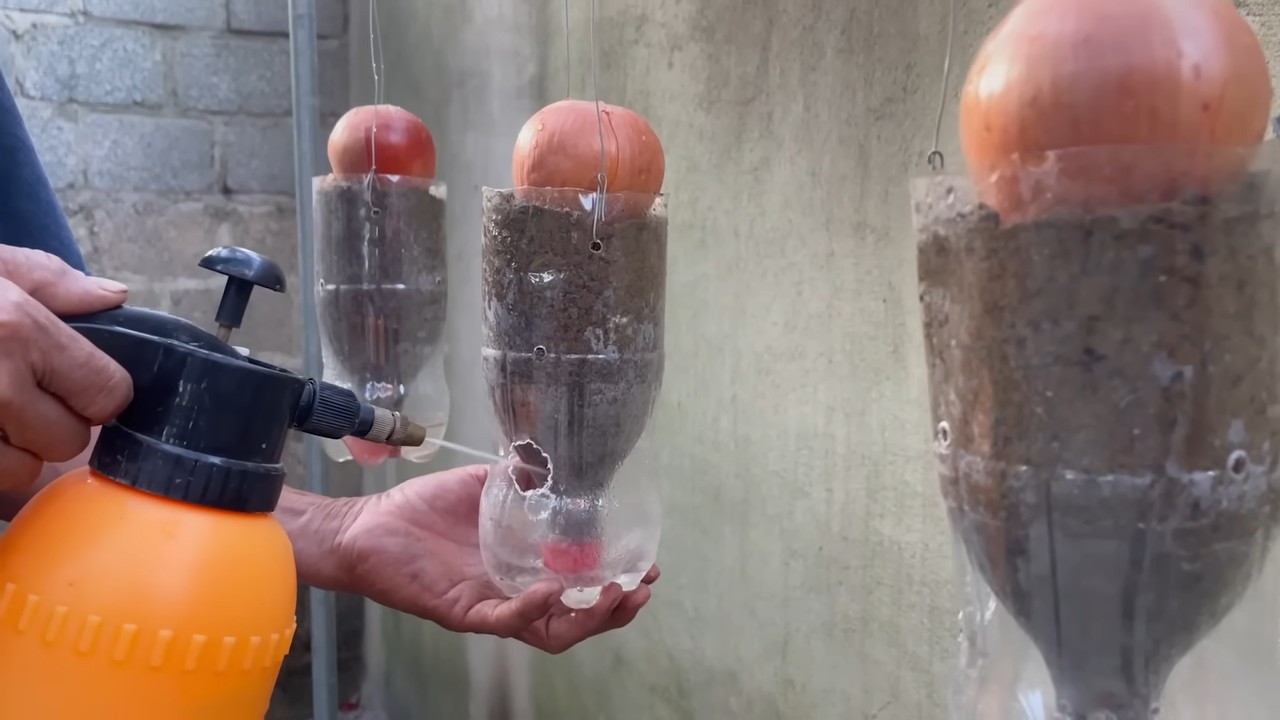 Growing Onions in Bottles