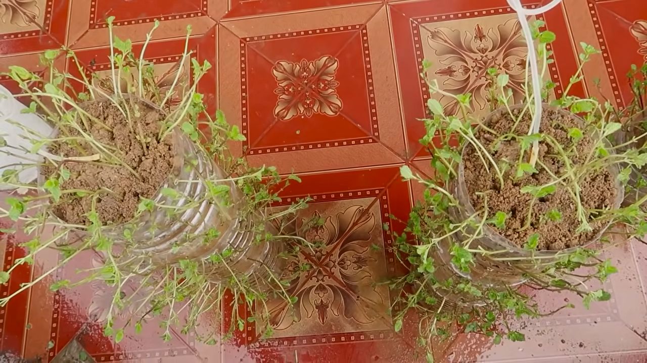 Thriving mint plant care