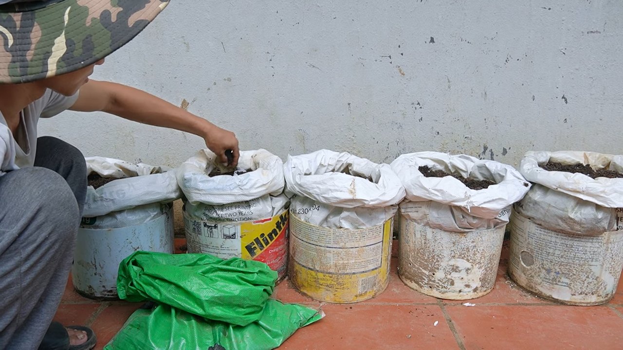 Grow Hibiscus Sabdariffa Easily