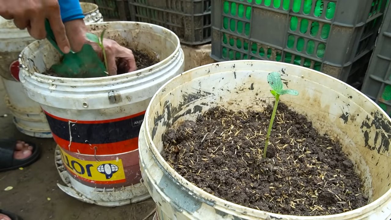 Grow large zucchini at home