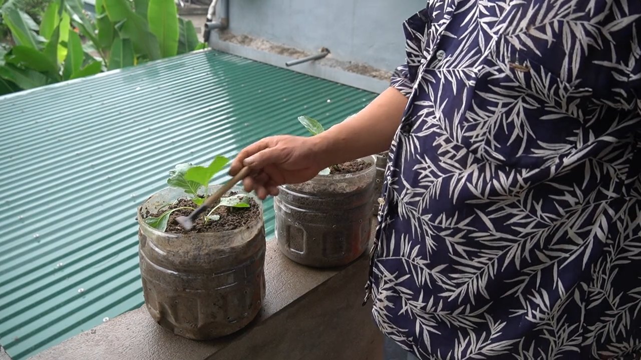 Cauliflower Growing Hack
