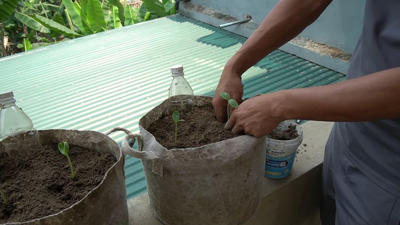 Watermelon container gardening tips
